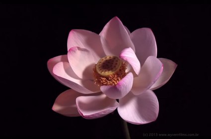 Lotus Blossoming - Time Lapse