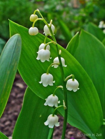 Lily of the Valley - photo by H. ZellLily of the Valley - photo by H. Zell